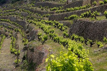 In vino veritas
