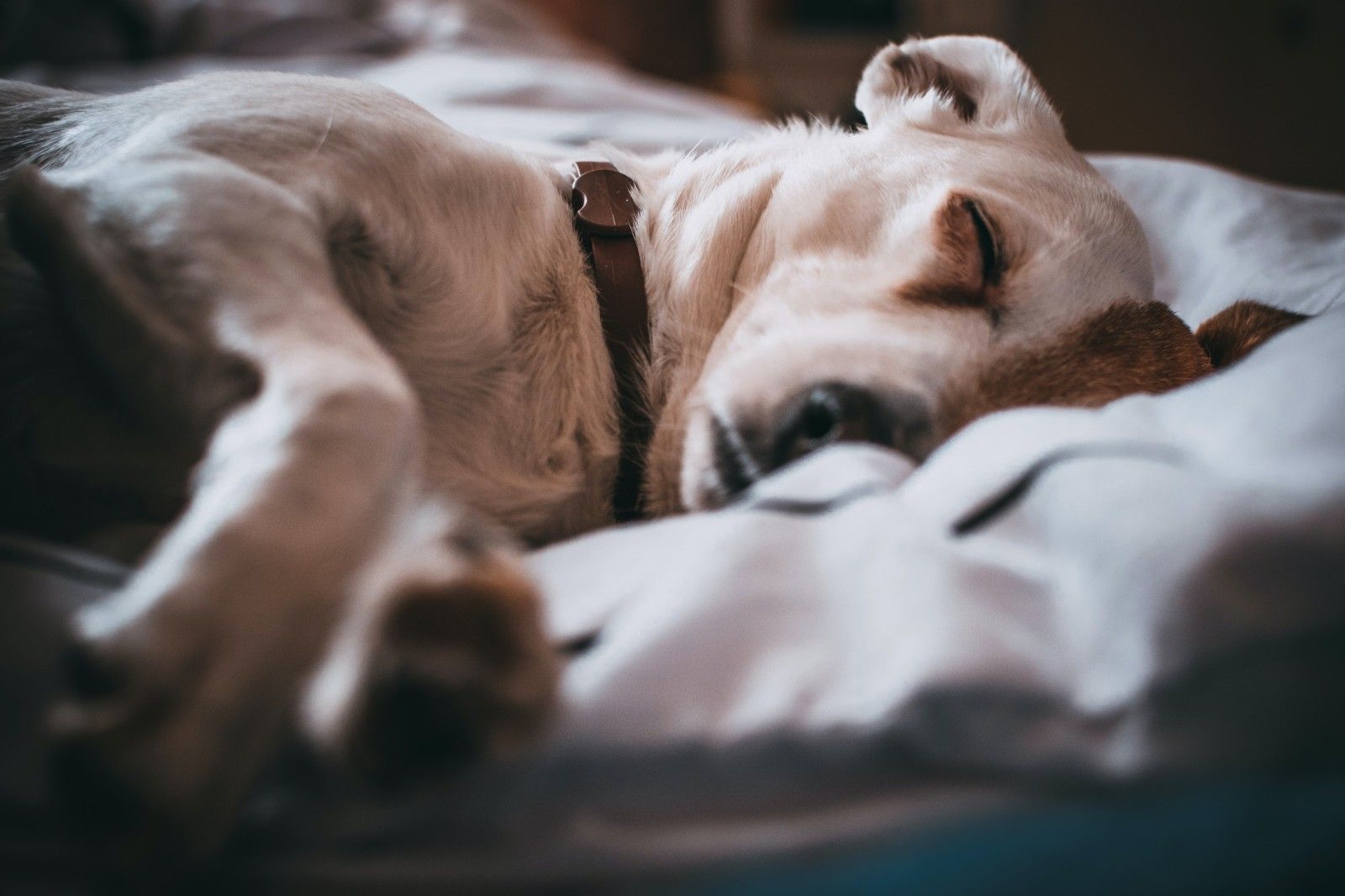 Vacaciones con perro. Escapadas Con mascotas y perros