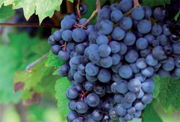 Castellón, lugar de vino - copy