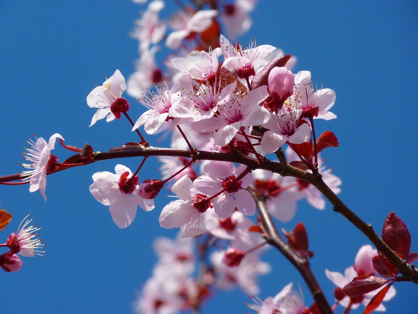 Almendros en Flor