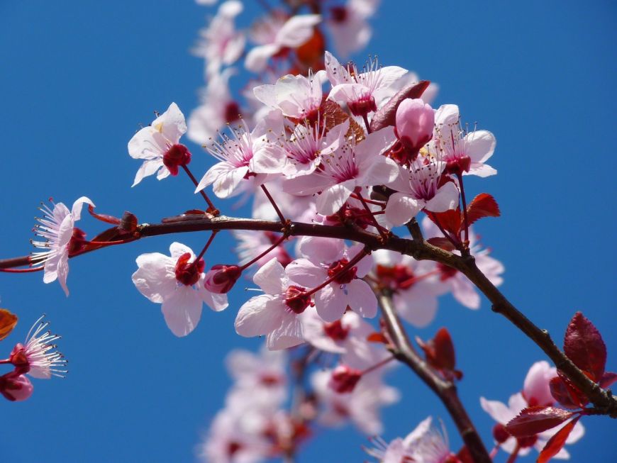 Almendros en Flor