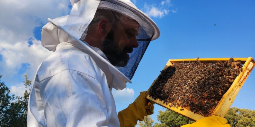 Experiencias abejas