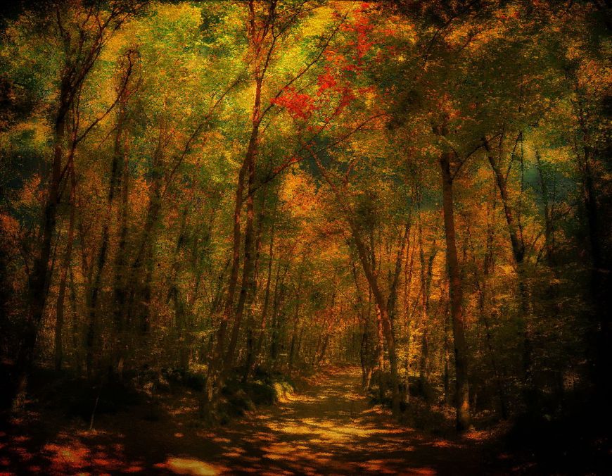 La Fageda d’en Jordà (Girona)