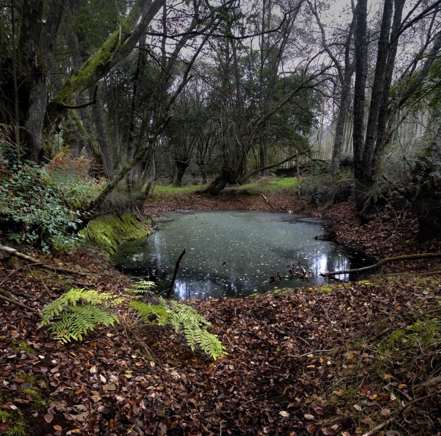 Bosque A Fervenza (Lugo)