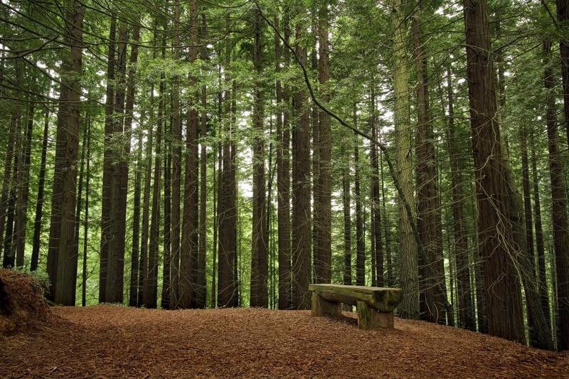 Bosque de Besaya-Saja (Cantabria)