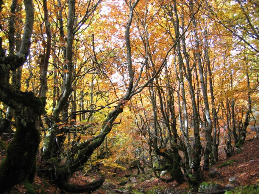 Hayedo de la Pedrosa (Segovia)