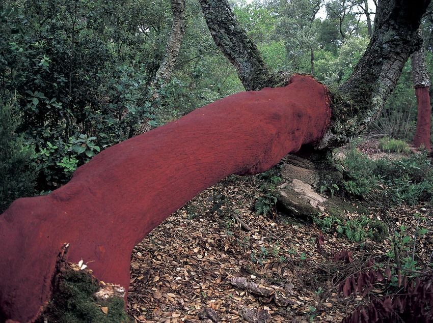Parque Natural del Montseny (Barcelona)