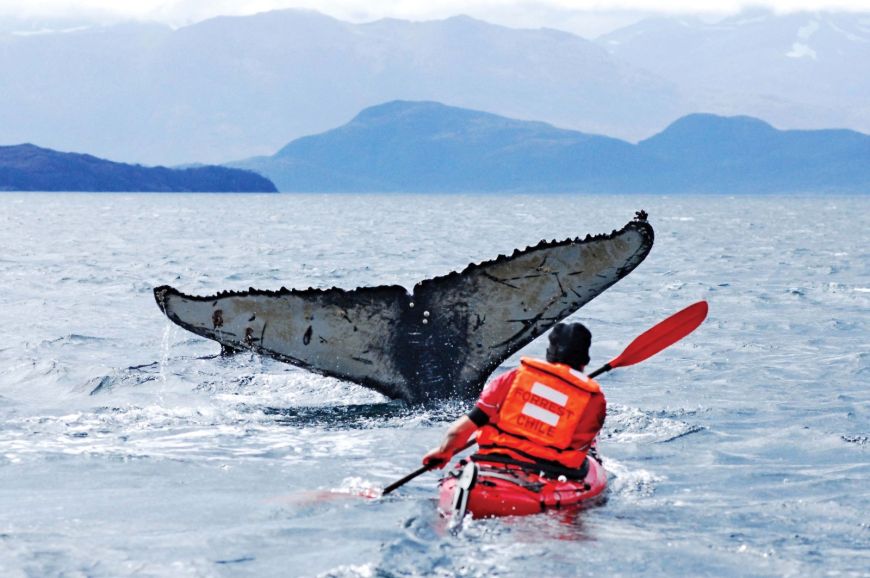 3. NAVEGANDO ENTRE BALLENAS
