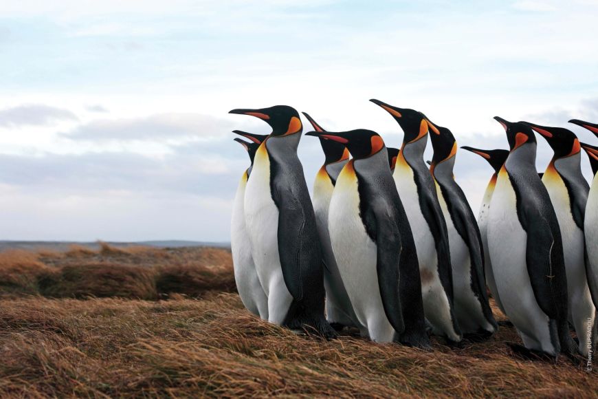 6. PINGÜINOS Y LOBOS MARINOS