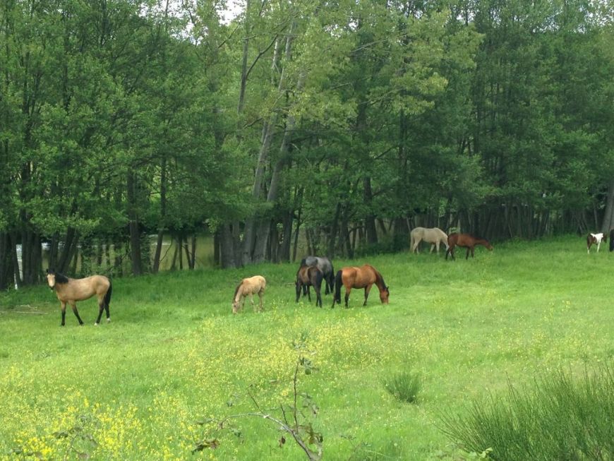 Escapada en Primavera cerca de Madrid: Ruta a Caballo en Ávila - El Hotelito
