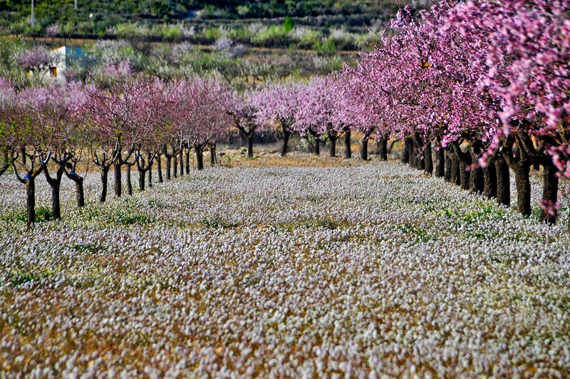 1 ALMENDROS EN FLOR EN CIEZA (MURCIA)