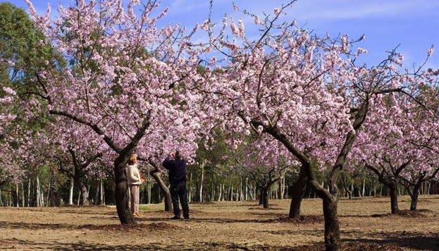 QUINTA DE LOS MOLINOS (MADRID)