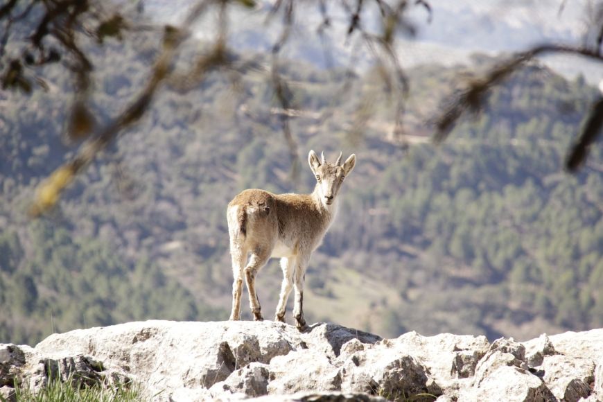 7. GETAWAY TO THE HEART OF THE REGION OF CAZORLA, SEGURA AND LAS VILLAS (JAÉN)
