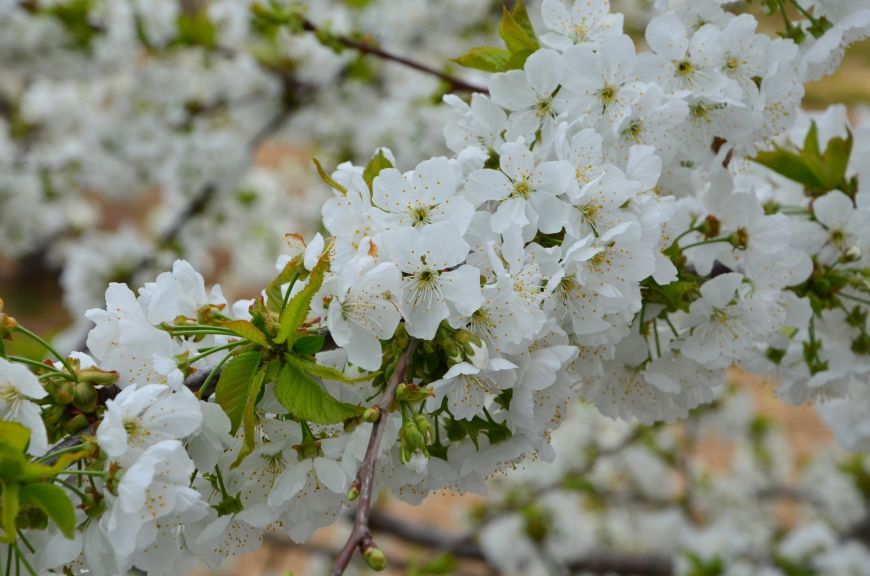 CEREZOS EN FLOR DEL VALLE DEL TIÉTAR (ÁVILA)