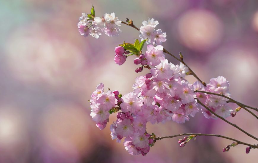 THE BLOOMING OF THE CHERRY TREE IN JAÉN