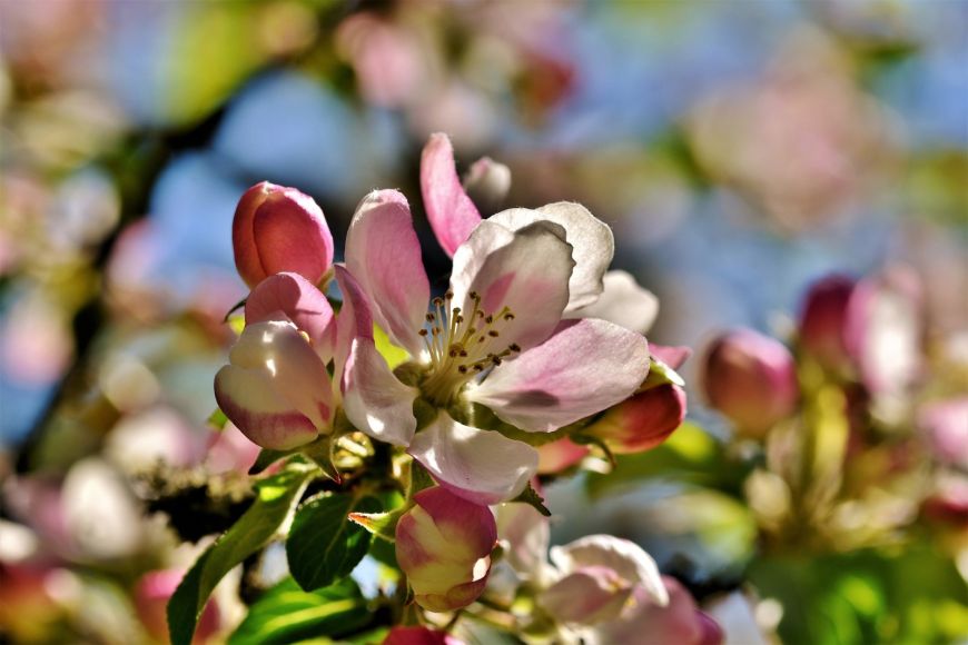 BLOOMING OF THE APPLE TREES (ASTURIAS)