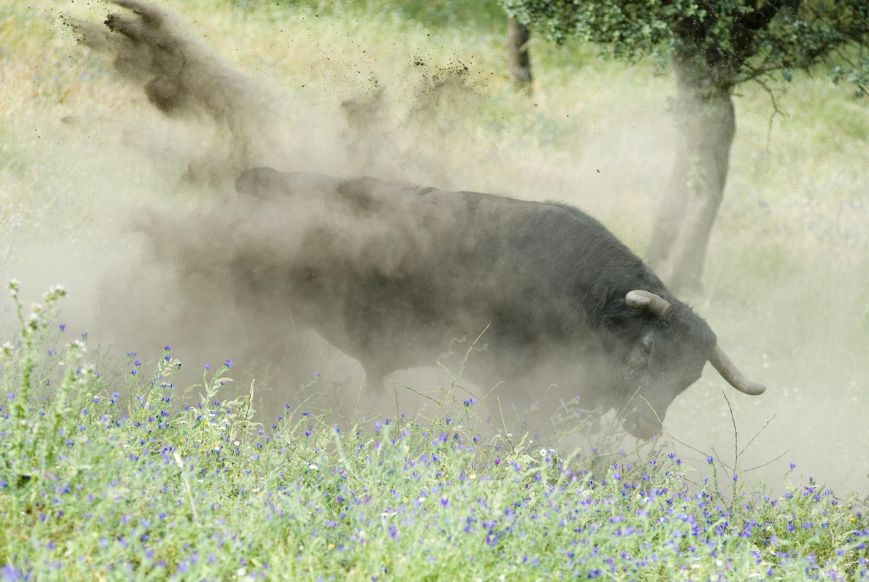 Convivir con toros bravos en Jaén
