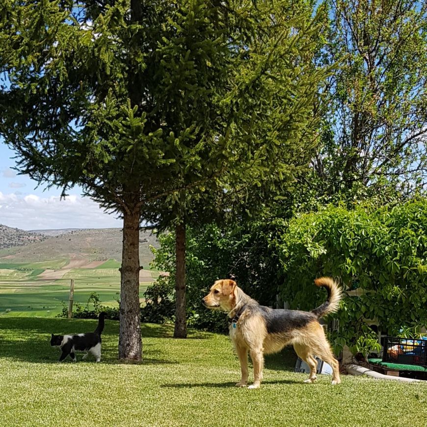 Una escapada Dogfriendly