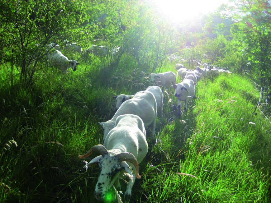 Ovejas xisquetes y actividades de aventura en Casa Coix