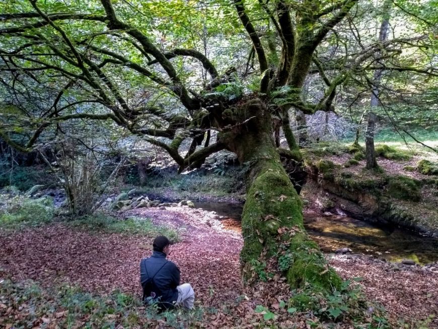 Disfruta de un baño de bosque en el Parque Natural Saja-Besaya (Posada La Cotía,Cantabria)
