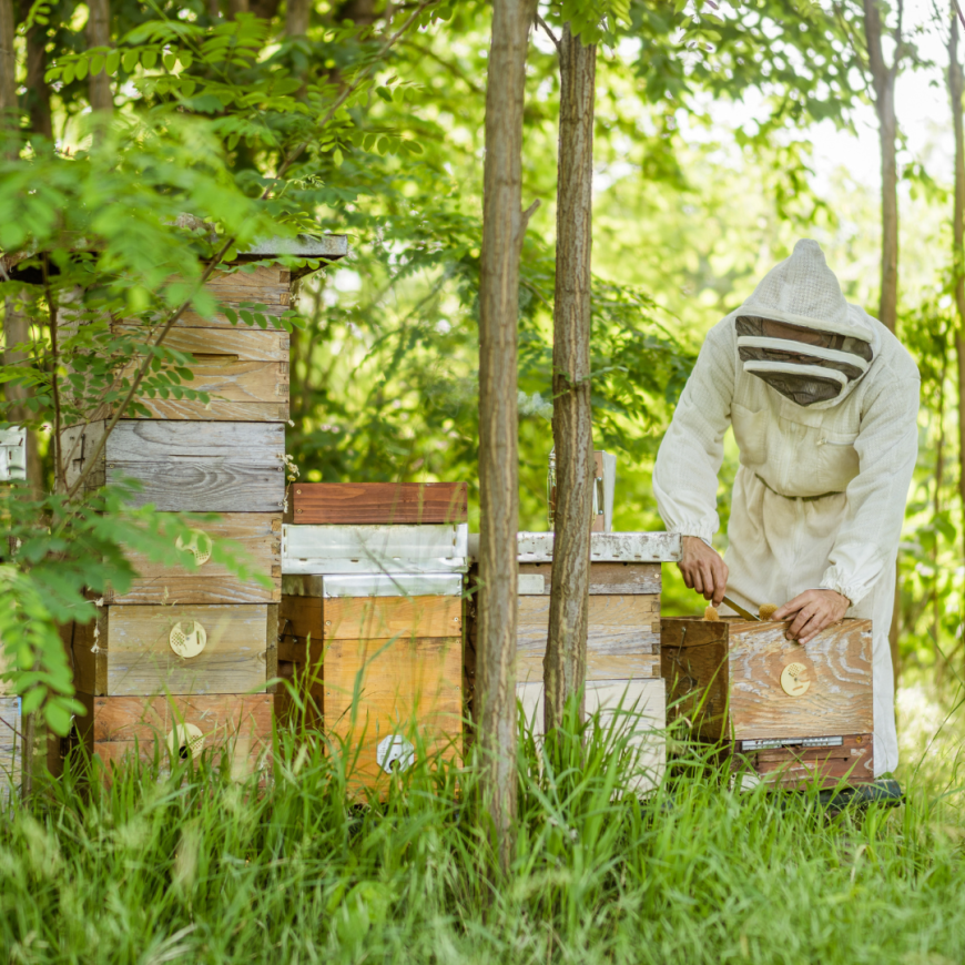 Descubre el apasionante mundo de las abejas: una experiencia dulce y educativa (Finca el Cercado, Palencia)