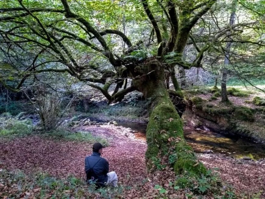 Disfruta de un baño de bosque único en el Parque Natural Saja-Besaya