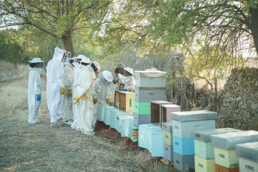 Finca El Cercado (Palencia) – Descubre el apasionante mundo de las abejas